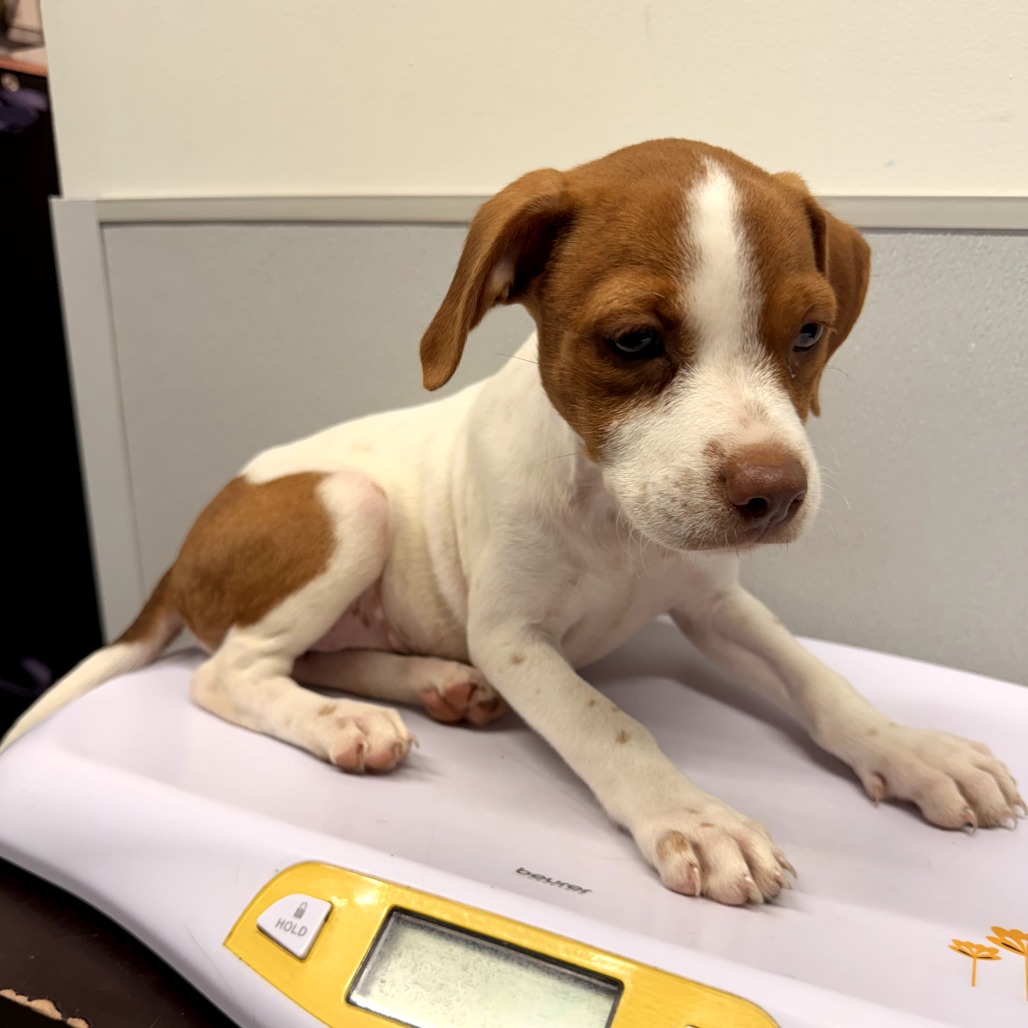 Shelter Stray Female Dog last seen , 3607 N Armenia Ave, Tampa, FL 33607, USA