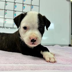 Shelter Stray Female Dog last seen , 4900 Milgen Rd, Columbus, GA 31907, USA