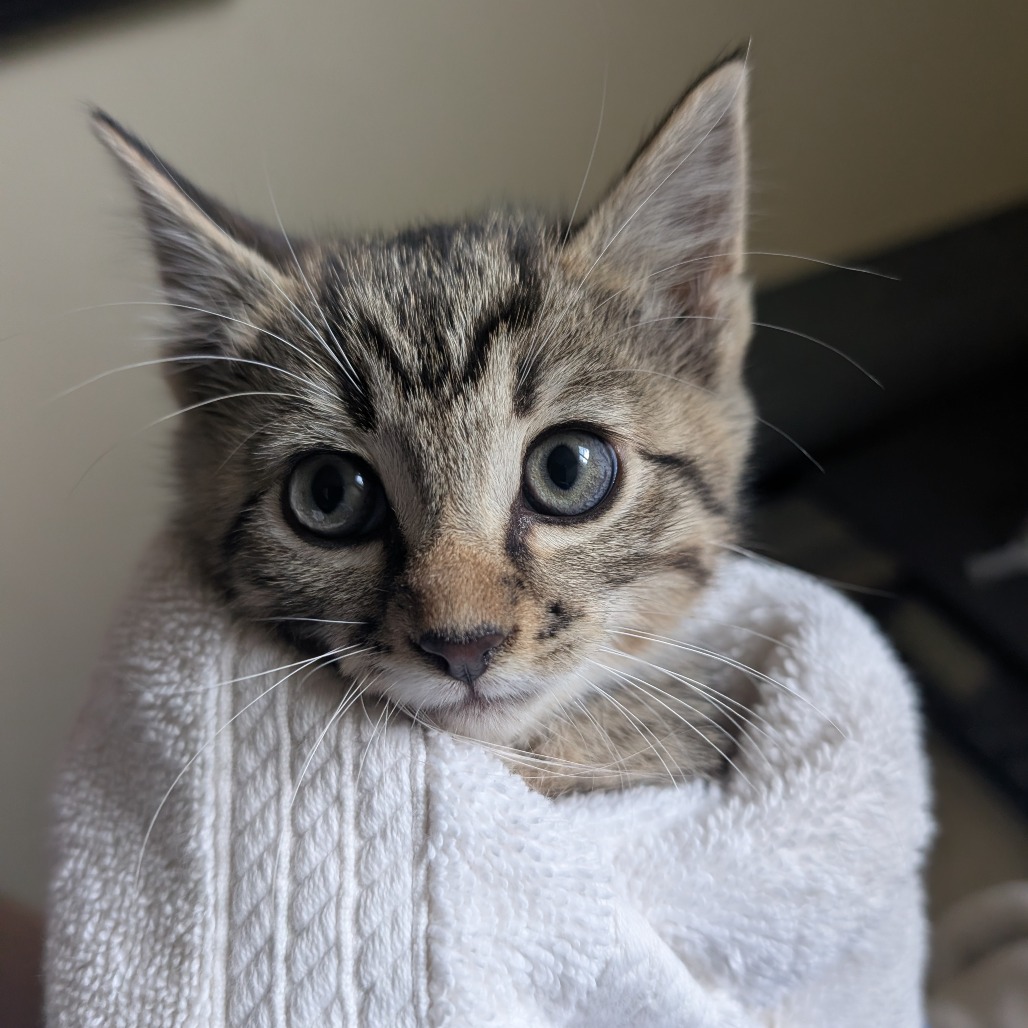 Shelter Stray Female Cat last seen , 361 S Raymond Ave, Pasadena, CA 91105, USA