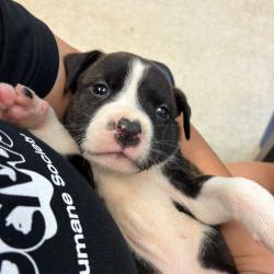 Shelter Stray Female Dog last seen , 4900 Milgen Rd, Columbus, GA 31907, USA