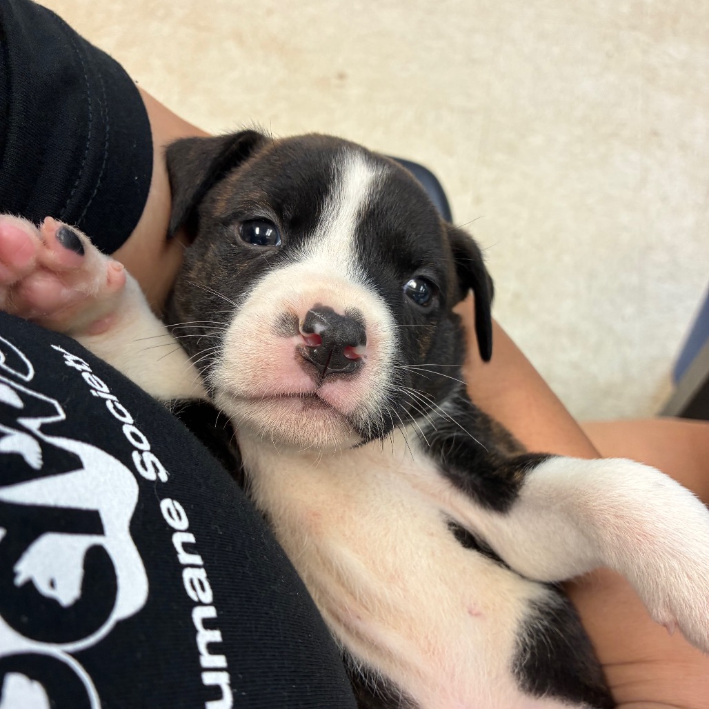 Shelter Stray Female Dog last seen , 4900 Milgen Rd, Columbus, GA 31907, USA