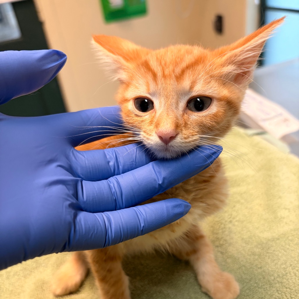 Shelter Stray Male Cat last seen , 361 S Raymond Ave, Pasadena, CA 91105, USA