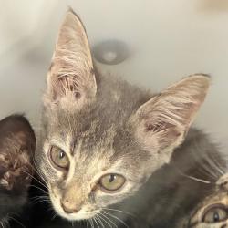 Shelter Stray Female Cat last seen , 4900 Milgen Rd, Columbus, GA 31907, USA