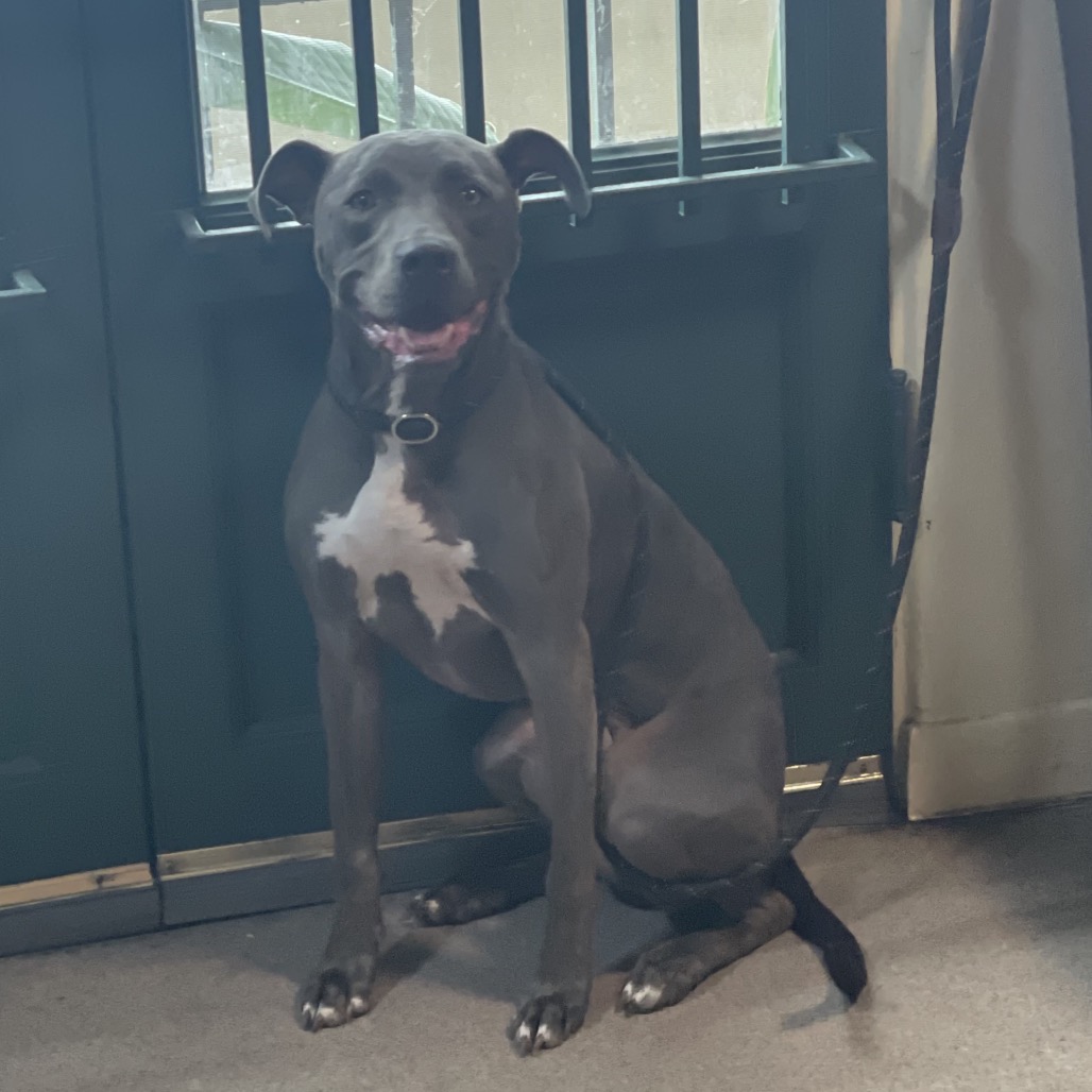 Shelter Stray Female Dog last seen , 361 S Raymond Ave, Pasadena, CA 91105, USA
