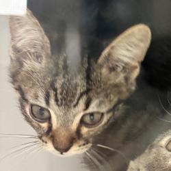 Shelter Stray Male Cat last seen , 4900 Milgen Rd, Columbus, GA 31907, USA