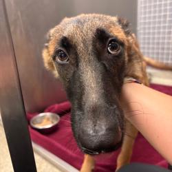 Shelter Stray Female Dog last seen , 8464 Beach Blvd, Jacksonville, FL 32216, USA