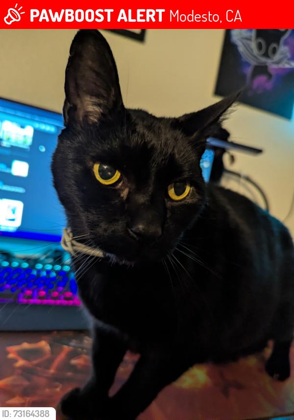 Lost Male Cat last seen riverside, Modesto, CA 95354