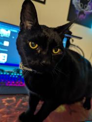 Lost Male Cat last seen riverside, Modesto, CA 95354