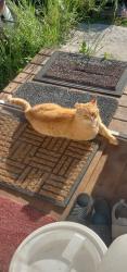 Lost Male Cat last seen butter road dover pa, fox run road dover pa, Dover Township, PA 17315