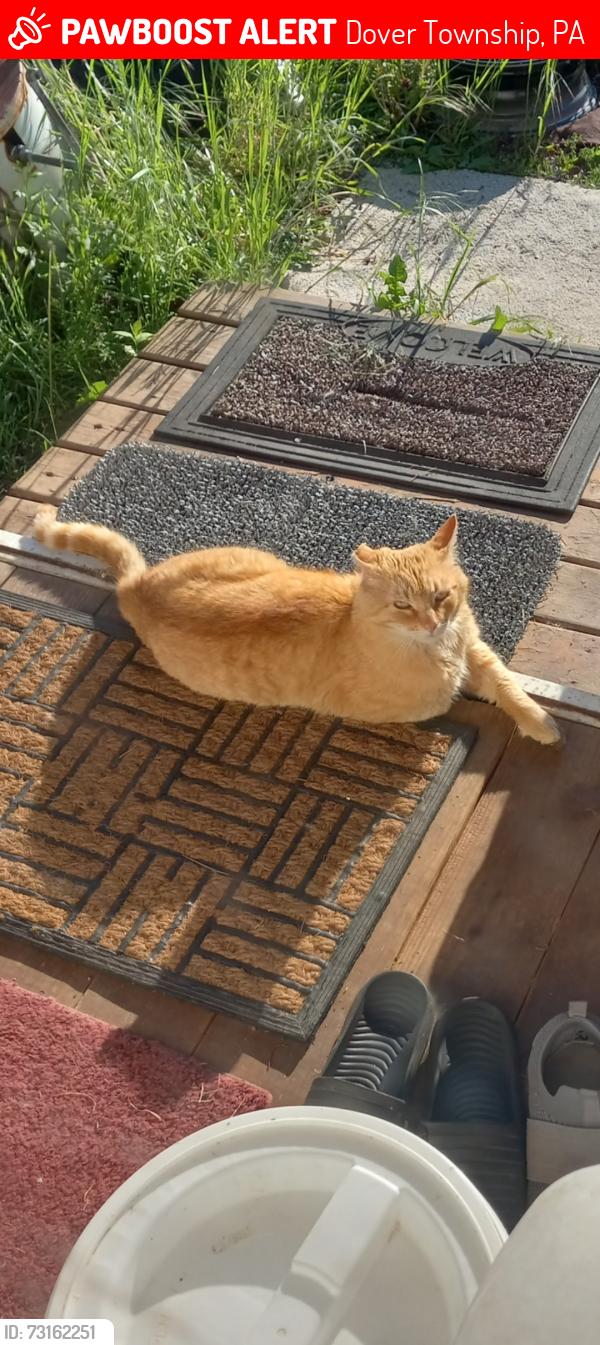 Lost Male Cat last seen butter road dover pa, fox run road dover pa, Dover Township, PA 17315