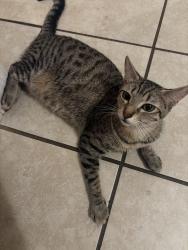 Reunited Female Cat last seen oak glen & yuciapa blvd, Yucaipa, CA 92399