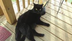 Found/Stray Female Cat last seen Park Ave, Washington, PA, Washington, PA 15301
