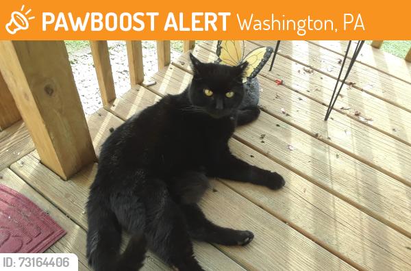 Found/Stray Female Cat last seen Park Ave, Washington, PA, Washington, PA 15301