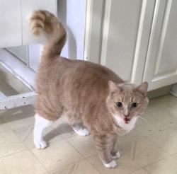 Lost Male Cat last seen Foote Park, Branford, CT 06405