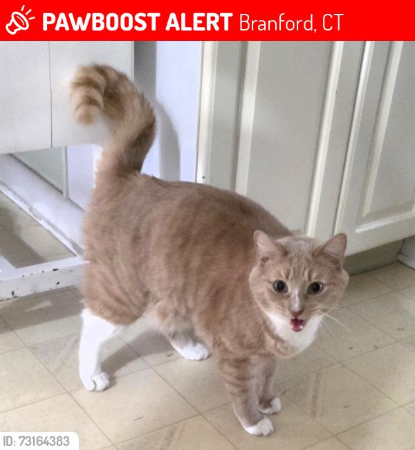 Lost Male Cat last seen Foote Park, Branford, CT 06405