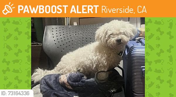 Found/Stray Male Dog last seen La sierra & magnolia ave in the Cardenas parking lot, Riverside, CA 92505