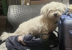 Found/Stray Male Dog last seen La sierra & magnolia ave in the Cardenas parking lot, Riverside, CA 92505