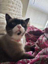 Reunited Male Cat last seen Adelynn Lane, near Sheetz and GTCC, Greensboro, NC 27409