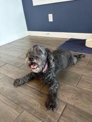 Found/Stray Male Dog last seen Nordstrom Fashion Square, Scottsdale, AZ 85251