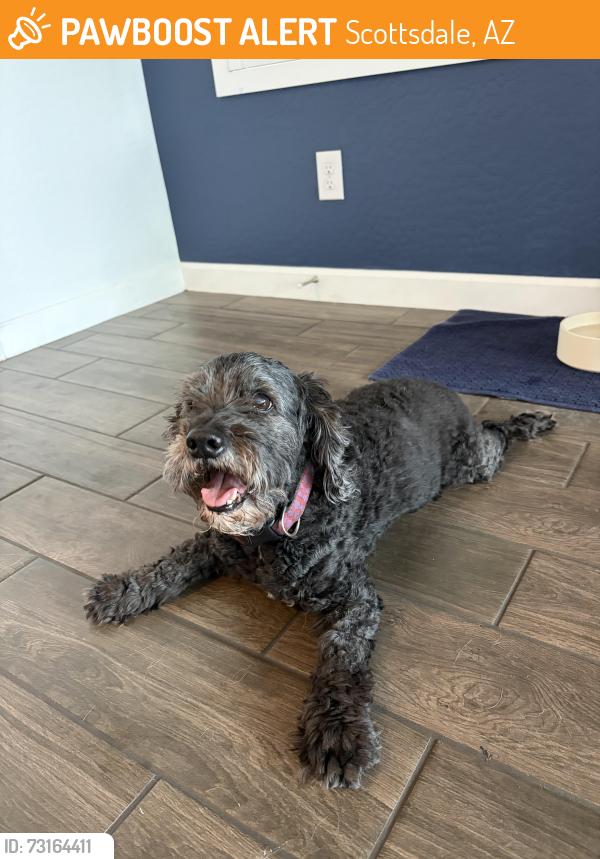 Found/Stray Male Dog last seen Nordstrom Fashion Square, Scottsdale, AZ 85251