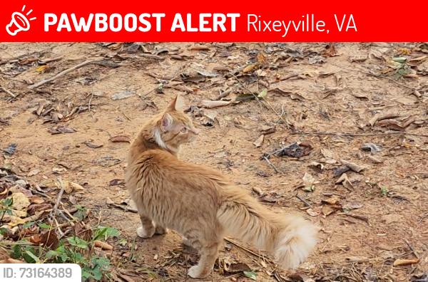 Lost Male Cat last seen LIKELY AREAS: Woodlands Ln • Monumental Mills Rd • Settle School Rd • Hazel River Rd • Beechwood Ln • 5 Staff Ln, Rixeyville, VA 22737