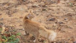 Lost Male Cat last seen LIKELY AREAS: Woodlands Ln • Monumental Mills Rd • Settle School Rd • Hazel River Rd • Beechwood Ln • 5 Staff Ln, Rixeyville, VA 22737
