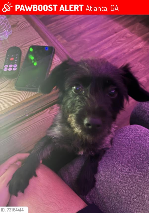 Lost Female Dog last seen flower rd, Atlanta, GA 30341