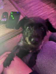 Lost Female Dog last seen flower rd, Atlanta, GA 30341