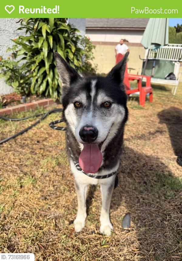 Reunited Male Dog last seen Anchor and 231st, Carson, CA 90745