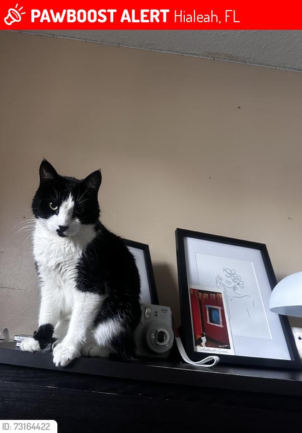 Lost Female Cat last seen 60th st, Hialeah, FL 33016