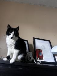 Lost Female Cat last seen 60th st, Hialeah, FL 33016