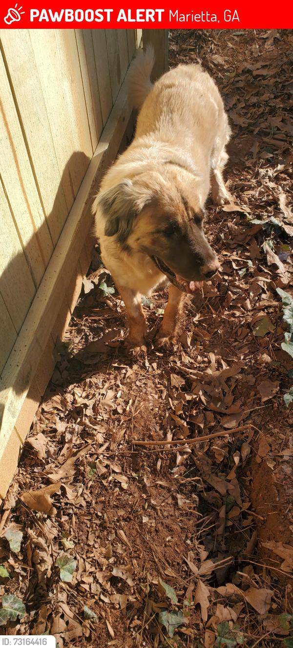 Lost Male Dog last seen Oak creek ests, Marietta, GA 30066