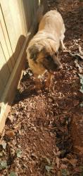 Lost Male Dog last seen Oak creek ests, Marietta, GA 30066