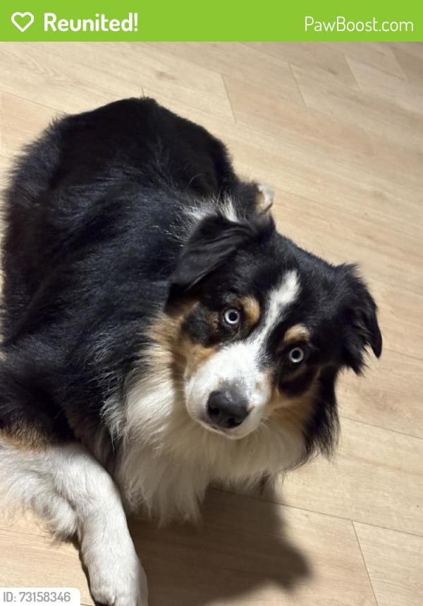 Reunited Male Dog last seen Near Tweedy Blvd, South Gate, CA 90280, USA, South Gate, CA 90280