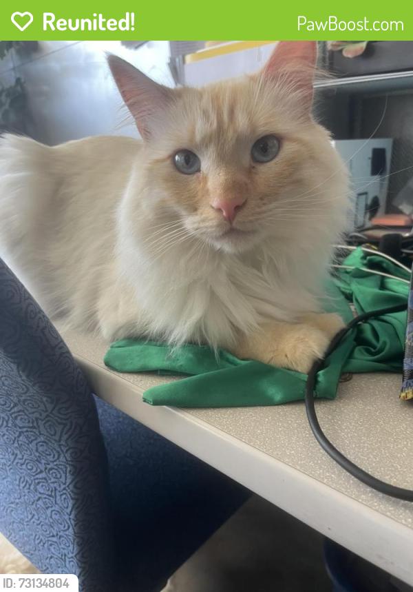 Reunited Male Cat last seen Chuckwagon Dr and Single Tree Dr, Loveland, CO 80537