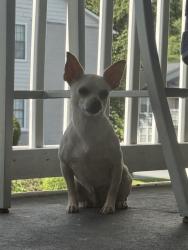 Found/Stray Female Dog last seen Near satellite blvd apt 425, Duluth, GA 30098