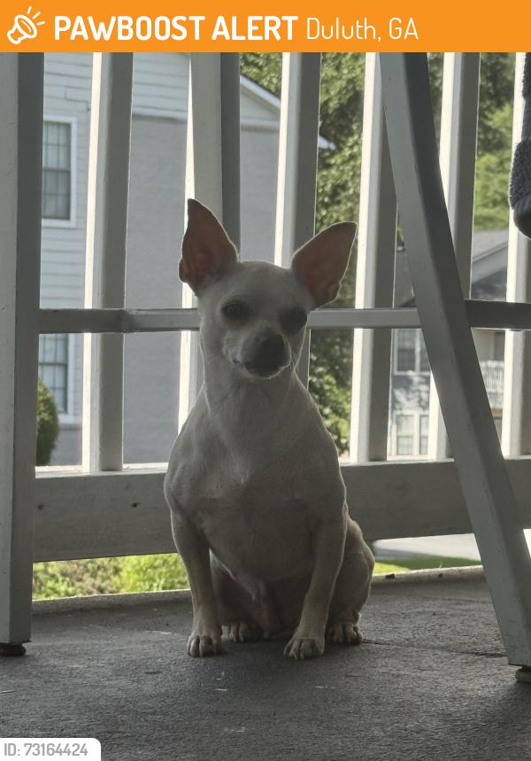 Found/Stray Female Dog last seen Near satellite blvd apt 425, Duluth, GA 30098