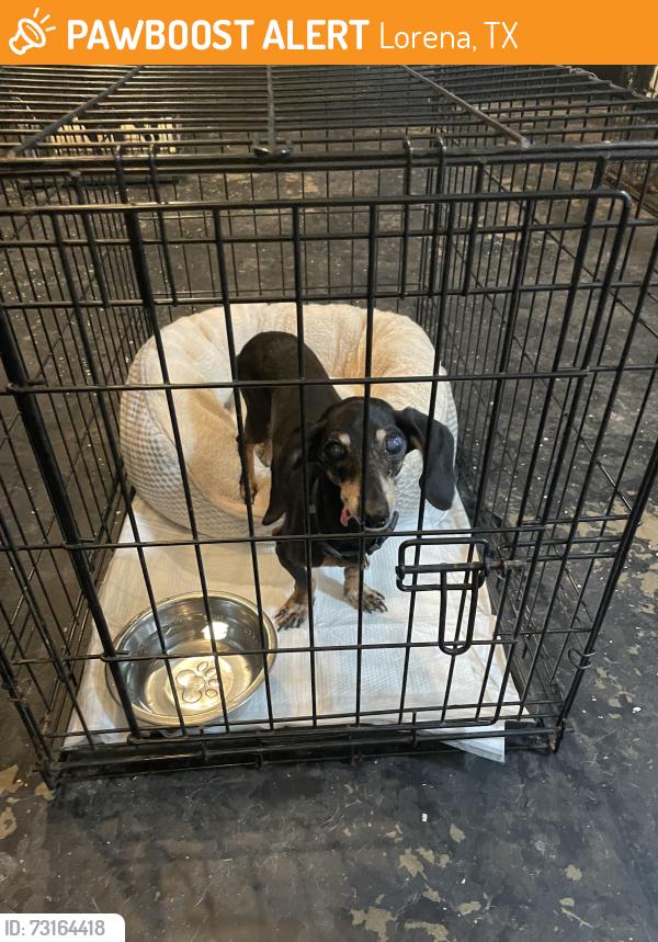 Found/Stray Female Dog last seen Chappel Rd., Lorena, TX 76643