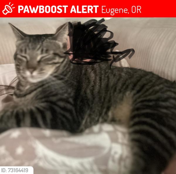 Lost Female Cat last seen E anchor and tempa st, Eugene, OR 97404