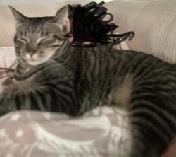 Lost Female Cat last seen E anchor and tempa st, Eugene, OR 97404