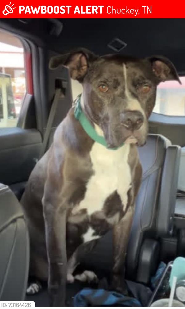 Lost Male Dog last seen Walkertown rd, Chuckey, TN 37641