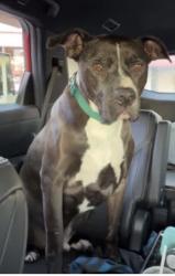 Lost Male Dog last seen Walkertown rd, Chuckey, TN 37641