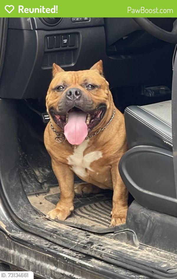 Reunited Male Dog last seen Kuykendall and settlers way, Bryan, TX 77802