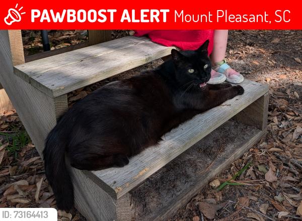 Lost Male Cat last seen Ravens Run neighborhood, Mount Pleasant, SC 29466