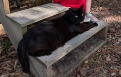 Lost Male Cat last seen Ravens Run neighborhood, Mount Pleasant, SC 29466