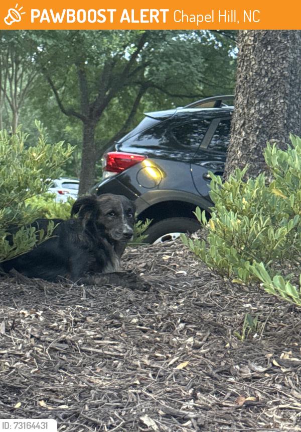 Found/Stray Unknown Dog last seen In Camden at Governors Village by basketball court, Chapel Hill, NC 27517