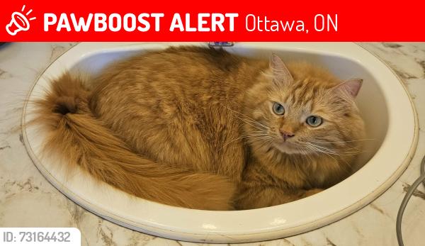 Lost Male Cat last seen Centrepointe / Pinetrail, Ottawa, ON 