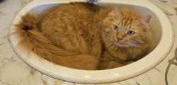 Lost Male Cat last seen Centrepointe / Pinetrail, Ottawa, ON 