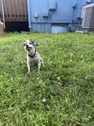 Lost Male Dog last seen Near W 143rd St, Olathe, KS 66062, Olathe, KS 66062