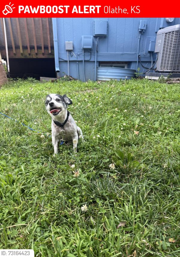 Lost Male Dog last seen Near W 143rd St, Olathe, KS 66062, Olathe, KS 66062